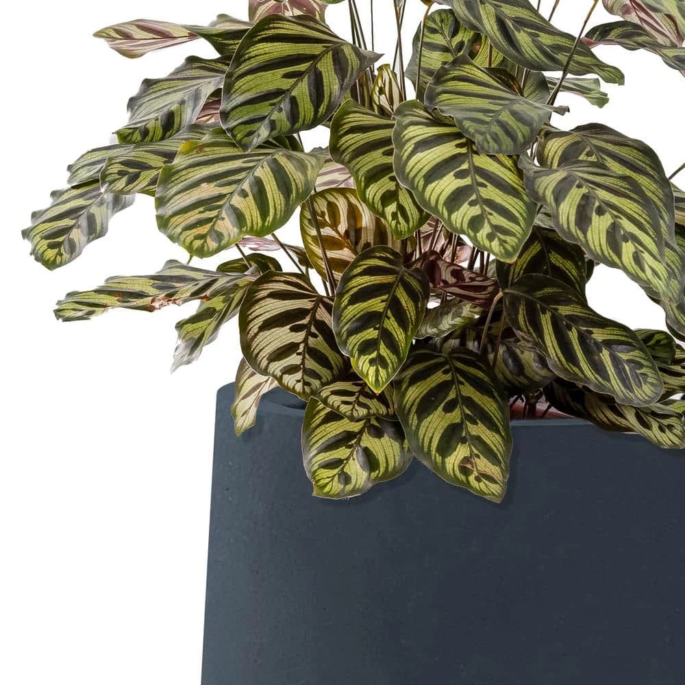 KANTE 10.63 in. x 13.78 in. Round Charcoal Lightweight Concrete and Weather Resistant Fiberglass Planter w/Drainage Hole 7 KANTE 10.63 in. x 13.78 in. Round Charcoal Lightweight Concrete and Weather Resistant Fiberglass Planter w/Drainage Hole - Image 5