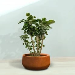 KANTE 16 in. Dia. Round Iron Oxide Concrete Bowl Planter, Outdoor Indoor Large Planter Pot with Drainage Hole -Green Haven Store iron oxide kante plant pots rc0051b c80621 76 1000