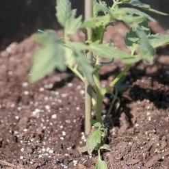 Vigoro 5 ft. Natural Bamboo Stake 15 Vigoro 5 ft. Natural Bamboo Stake -Green Haven Store natural bamboo beige vigoro tomato cages bb5vg 44 1000