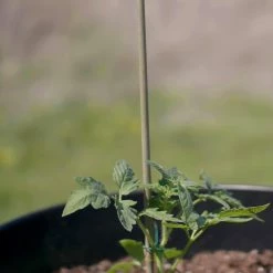 Vigoro 5 ft. Natural Bamboo Stake 17 Vigoro 5 ft. Natural Bamboo Stake -Green Haven Store natural bamboo beige vigoro tomato cages bb5vg 76 1000