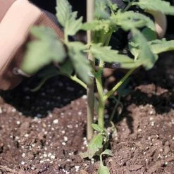 Vigoro 5 ft. Natural Bamboo Stake 16 Vigoro 5 ft. Natural Bamboo Stake -Green Haven Store natural bamboo beige vigoro tomato cages bb5vg fa 1000