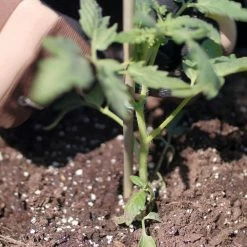 Vigoro Bamboo 6 ft. Natural Stake -Green Haven Store natural bamboo beige vigoro tomato cages bb6vg 44 1000