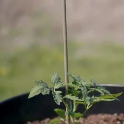 Vigoro Bamboo 6 ft. Natural Stake -Green Haven Store natural bamboo beige vigoro tomato cages bb6vg fa 1000