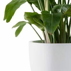 KANTE 13.39 in. x 12.6 in. Round Pure White Lightweight Concrete and Fiberglass Indoor Outdoor Planter with Drainage Hole 12 KANTE 13.39 in. x 12.6 in. Round Pure White Lightweight Concrete and Fiberglass Indoor Outdoor Planter with Drainage Hole -Green Haven Store pure white kante plant pots rc0152b c80011 1f 1000