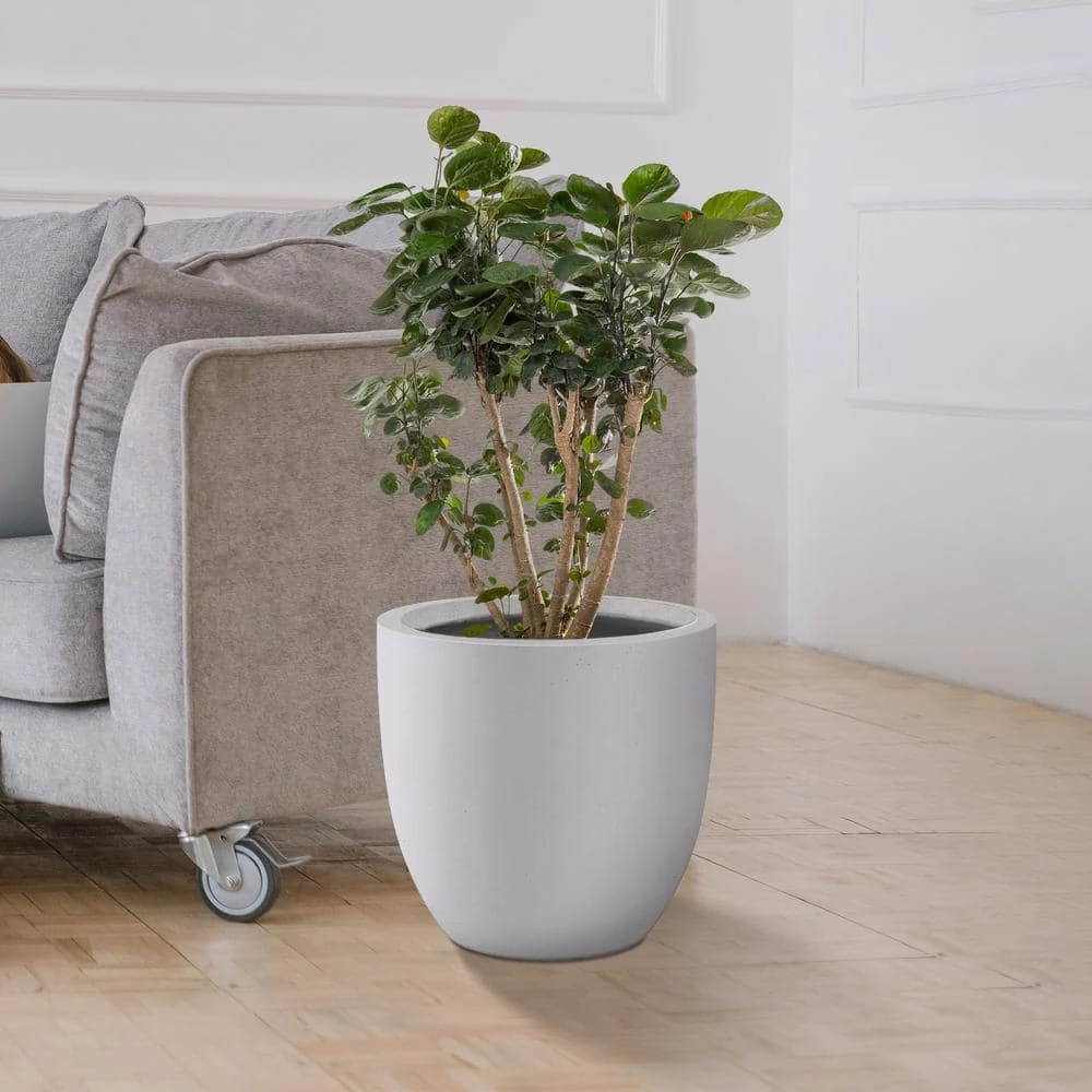 KANTE 13.39 in. x 12.6 in. Round Pure White Lightweight Concrete and Fiberglass Indoor Outdoor Planter with Drainage Hole 7 KANTE 13.39 in. x 12.6 in. Round Pure White Lightweight Concrete and Fiberglass Indoor Outdoor Planter with Drainage Hole - Image 5