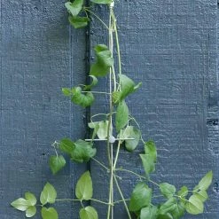 Vigoro 8 ft. Stainless Steel Wire Rope Plant Trellis -Green Haven Store stainless steel vigoro tomato cages 822222 4f 1000