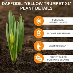 Vigoro 15/17 cm Premium XL Yellow Trumpet Daffodil Bulbs (Bag of 100) -Green Haven Store vigoro flower bulbs ecf 28 100 1f 1000