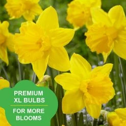Vigoro 15/17 cm Premium XL Yellow Trumpet Daffodil Bulbs (Bag of 100) -Green Haven Store vigoro flower bulbs ecf 28 100 31 1000