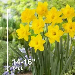 Vigoro 15/17 cm Premium XL Yellow Trumpet Daffodil Bulbs (Bag of 100) -Green Haven Store vigoro flower bulbs ecf 28 100 44 1000