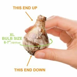 Vigoro 15/17 cm Premium XL Yellow Trumpet Daffodil Bulbs (Bag of 100) -Green Haven Store vigoro flower bulbs ecf 28 100 4f 1000