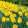 Vigoro 15/17 cm Premium XL Yellow Trumpet Daffodil Bulbs (Bag of 100)