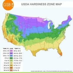 Vigoro 15/17 cm Premium XL Yellow Trumpet Daffodil Bulbs (Bag of 100) -Green Haven Store vigoro flower bulbs ecf 28 100 76 1000