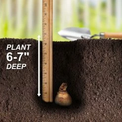 Vigoro 15/17 cm Premium XL Yellow Trumpet Daffodil Bulbs (Bag of 100) -Green Haven Store vigoro flower bulbs ecf 28 100 fa 1000