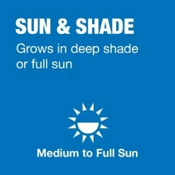 Vigoro 20 lbs. Sun and Shade Grass Seed Mix with Water Saver Seed Coating -Green Haven Store vigoro grass seed 25687 a0 1000