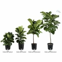 Vigoro 6 in. Little Fiddle Leaf Fig Indoor Plant in Small White Ribbed Plastic Decor Planter (2-Pack) -Green Haven Store vigoro indoor plants co 6fig 3 vi wh 1f 1000