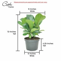Vigoro 6 in. Little Fiddle Leaf Fig Indoor Plant in Small White Ribbed Plastic Decor Planter (2-Pack) -Green Haven Store vigoro indoor plants co 6fig 3 vi wh 44 1000