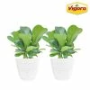 Vigoro 6 in. Little Fiddle Leaf Fig Indoor Plant in Small White Ribbed Plastic Decor Planter (2-Pack) -Green Haven Store vigoro indoor plants co 6fig 3 vi wh 64 1000
