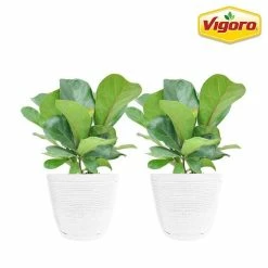 Vigoro 6 in. Little Fiddle Leaf Fig Indoor Plant in Small White Ribbed Plastic Decor Planter (2-Pack)