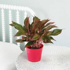 Vigoro 6 in. Grower's Choice Aglaonema Chinese Evergreen Indoor Plant in Small White Ribbed Plastic Decor Planter (2-Pack) 15 Vigoro 6 in. Grower's Choice Aglaonema Chinese Evergreen Indoor Plant in Small White Ribbed Plastic Decor Planter (2-Pack) -Green Haven Store vigoro indoor plants co ags6 3 vi wh 4f 1000