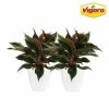 Vigoro 6 in. Grower's Choice Aglaonema Chinese Evergreen Indoor Plant in Small White Ribbed Plastic Decor Planter (2-Pack) -Green Haven Store vigoro indoor plants co ags6 3 vi wh 64 1000