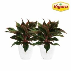 Vigoro 6 in. Grower's Choice Aglaonema Chinese Evergreen Indoor Plant in Small White Ribbed Plastic Decor Planter (2-Pack)