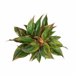 Vigoro 6 in. Grower's Choice Aglaonema Chinese Evergreen Indoor Plant in Small White Ribbed Plastic Decor Planter (2-Pack) 13 Vigoro 6 in. Grower's Choice Aglaonema Chinese Evergreen Indoor Plant in Small White Ribbed Plastic Decor Planter (2-Pack) -Green Haven Store vigoro indoor plants co ags6 3 vi wh a0 1000