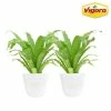 Vigoro 6 in. Bird's Nest Fern Indoor Plant in Small White Ribbed Plastic Decor Planter (2-Pack)