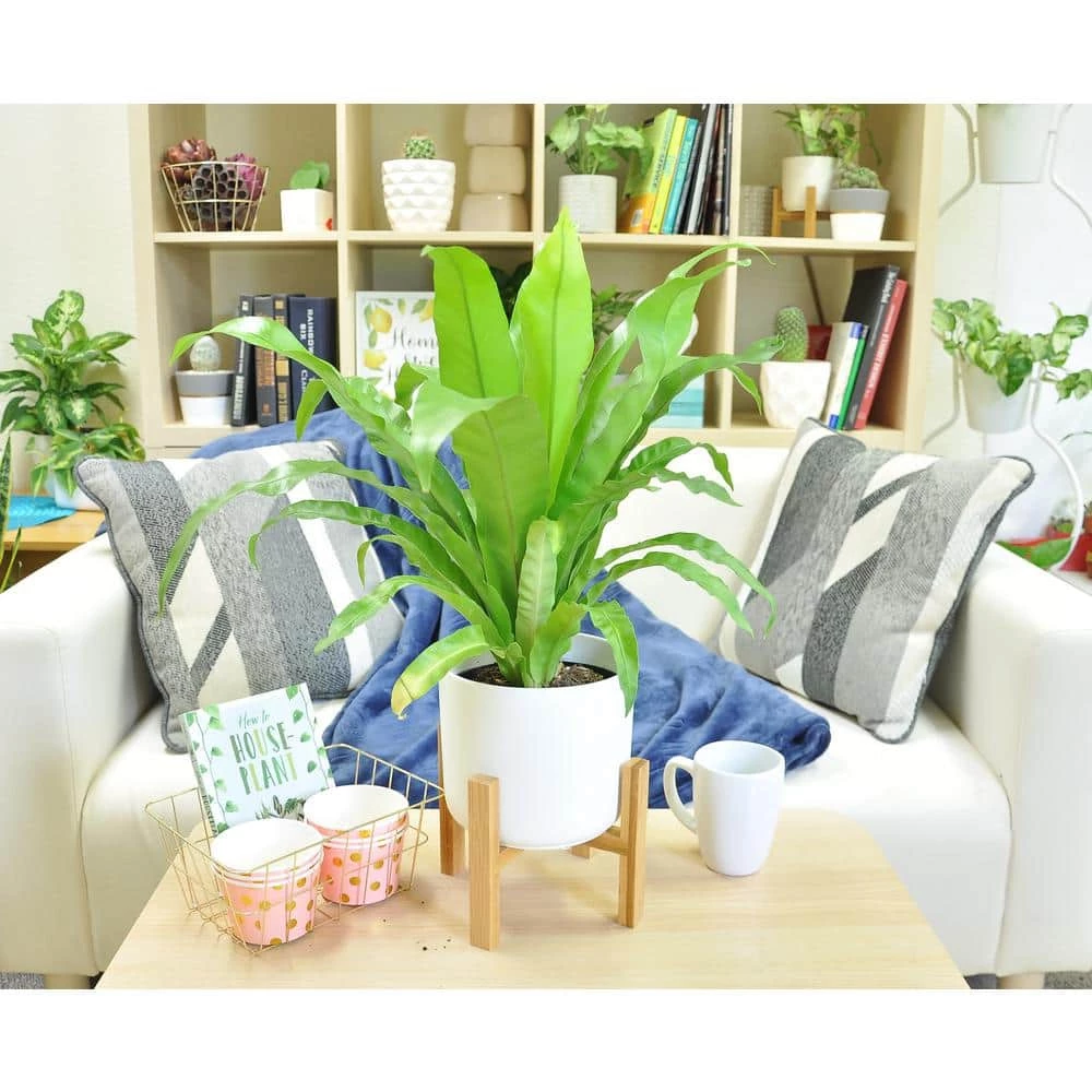 Vigoro 6 in. Bird's Nest Fern Indoor Plant in Small White Ribbed Plastic Decor Planter (2-Pack) 6 Vigoro 6 in. Bird's Nest Fern Indoor Plant in Small White Ribbed Plastic Decor Planter (2-Pack) - Image 4