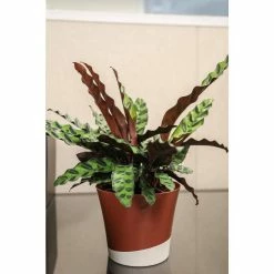 Vigoro 6 in. Grower's Choice Calathea Indoor Plant in Small White Ribbed Plastic Decor Planter (2-Pack) -Green Haven Store vigoro indoor plants co cal6 3 vi wh 77 1000