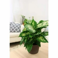 Vigoro 6 in. Dieffenbachia Indoor Plant in Small White Ribbed Plastic Decor Planter (2-Pack) -Green Haven Store vigoro indoor plants co dief 3 vi wh 1f 1000