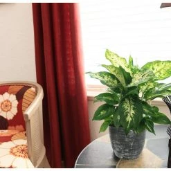 Vigoro 6 in. Dieffenbachia Indoor Plant in Small White Ribbed Plastic Decor Planter (2-Pack) -Green Haven Store vigoro indoor plants co dief 3 vi wh 4f 1000