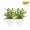 Vigoro 6 in. Dieffenbachia Indoor Plant in Small White Ribbed Plastic Decor Planter (2-Pack) 2 Vigoro 6 in. Dieffenbachia Indoor Plant in Small White Ribbed Plastic Decor Planter (2-Pack) -Green Haven Store vigoro indoor plants co dief 3 vi wh 64 1000