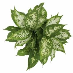 Vigoro 6 in. Dieffenbachia Indoor Plant in Small White Ribbed Plastic Decor Planter (2-Pack) -Green Haven Store vigoro indoor plants co dief 3 vi wh a0 1000