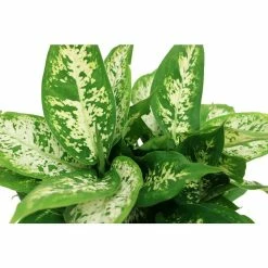 Vigoro 6 in. Dieffenbachia Indoor Plant in Small White Ribbed Plastic Decor Planter (2-Pack) -Green Haven Store vigoro indoor plants co dief 3 vi wh c3 1000