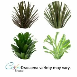 Vigoro 6 in. Grower's Choice Dracaena Indoor Plant in Small White Ribbed Plastic Decor Planter (2-Pack) -Green Haven Store vigoro indoor plants co jc06 3 vi wh 1f 1000