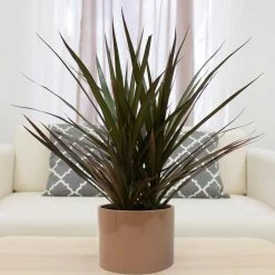 Vigoro 6 in. Grower's Choice Dracaena Indoor Plant in Small White Ribbed Plastic Decor Planter (2-Pack) -Green Haven Store vigoro indoor plants co jc06 3 vi wh 4f 1000