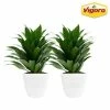 Vigoro 6 in. Grower's Choice Dracaena Indoor Plant in Small White Ribbed Plastic Decor Planter (2-Pack) -Green Haven Store vigoro indoor plants co jc06 3 vi wh 64 1000