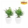 Vigoro 6 in. Neanthebella Palm Indoor Plant in Small White Ribbed Plastic Decor Planter (2-Pack)
