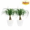 Vigoro 6 in. Ponytail Palm Indoor Plant in Small White Ribbed Plastic Decor Planter (2-Pack) 2 Vigoro 6 in. Ponytail Palm Indoor Plant in Small White Ribbed Plastic Decor Planter (2-Pack) -Green Haven Store vigoro indoor plants co pony 3 vi wh 64 1000