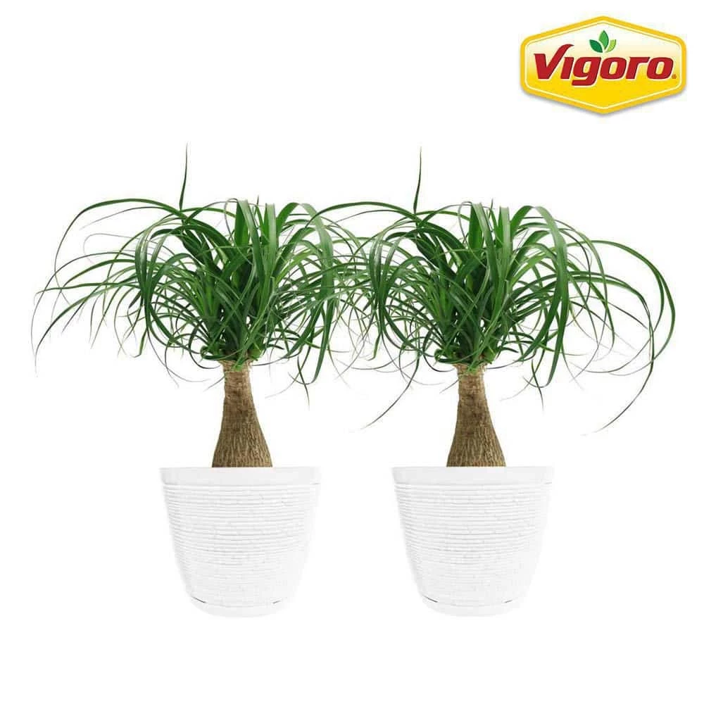Vigoro 6 in. Ponytail Palm Indoor Plant in Small White Ribbed Plastic Decor Planter (2-Pack) 3 Vigoro 6 in. Ponytail Palm Indoor Plant in Small White Ribbed Plastic Decor Planter (2-Pack)