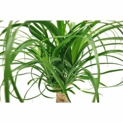 Vigoro 6 in. Ponytail Palm Indoor Plant in Small White Ribbed Plastic Decor Planter (2-Pack) 10 Vigoro 6 in. Ponytail Palm Indoor Plant in Small White Ribbed Plastic Decor Planter (2-Pack) -Green Haven Store vigoro indoor plants co pony 3 vi wh 77 1000