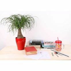 Vigoro 6 in. Ponytail Palm Indoor Plant in Small White Ribbed Plastic Decor Planter (2-Pack) 11 Vigoro 6 in. Ponytail Palm Indoor Plant in Small White Ribbed Plastic Decor Planter (2-Pack) -Green Haven Store vigoro indoor plants co pony 3 vi wh c3 1000