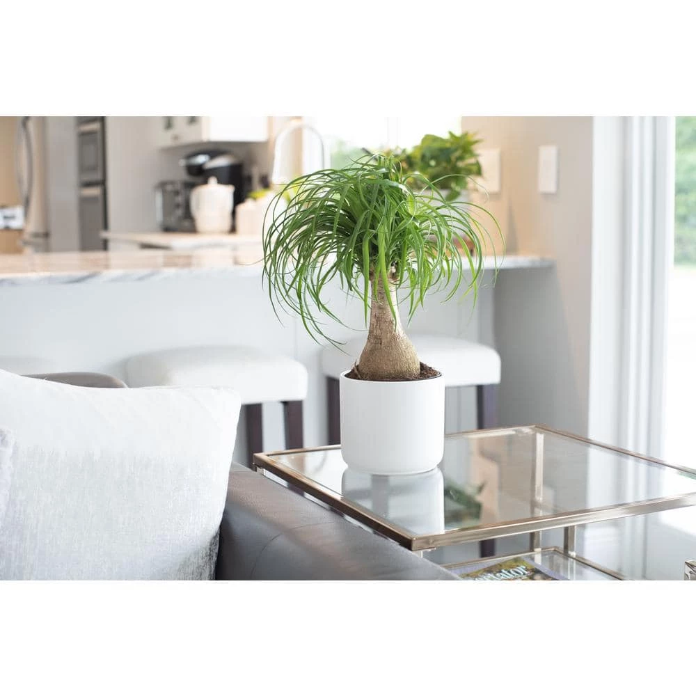 Vigoro 6 in. Ponytail Palm Indoor Plant in Small White Ribbed Plastic Decor Planter (2-Pack) 4 Vigoro 6 in. Ponytail Palm Indoor Plant in Small White Ribbed Plastic Decor Planter (2-Pack) - Image 2