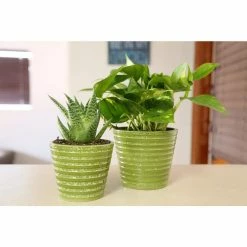 Vigoro 6 in. Golden Pothos Indoor Plant in Small White Ribbed Plastic Decor Planter (2-Pack) -Green Haven Store vigoro indoor plants co poth 3 vi wh 44 1000