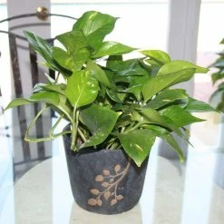 Vigoro 6 in. Golden Pothos Indoor Plant in Small White Ribbed Plastic Decor Planter (2-Pack) -Green Haven Store vigoro indoor plants co poth 3 vi wh 4f 1000