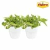 Vigoro 6 in. Golden Pothos Indoor Plant in Small White Ribbed Plastic Decor Planter (2-Pack) 2 Vigoro 6 in. Golden Pothos Indoor Plant in Small White Ribbed Plastic Decor Planter (2-Pack) -Green Haven Store vigoro indoor plants co poth 3 vi wh 64 1000