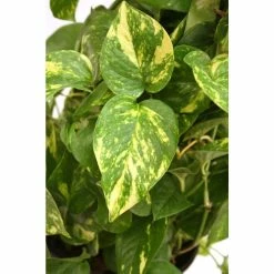 Vigoro 6 in. Golden Pothos Indoor Plant in Small White Ribbed Plastic Decor Planter (2-Pack) -Green Haven Store vigoro indoor plants co poth 3 vi wh 77 1000