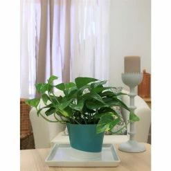 Vigoro 6 in. Golden Pothos Indoor Plant in Small White Ribbed Plastic Decor Planter (2-Pack) -Green Haven Store vigoro indoor plants co poth 3 vi wh fa 1000