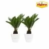 Vigoro 6 in. Sago Indoor Plant in Small White Ribbed Plastic Decor Planter (2-Pack) -Green Haven Store vigoro indoor plants co sago 3 vi wh 64 1000