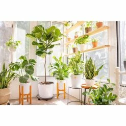 Vigoro 6 in. Grower's Choice Snake Plant (Sansevieria) in Small White Ribbed Plastic Decor Planter (2-Pack) -Green Haven Store vigoro indoor plants co sl07 3 vi wh 1f 1000